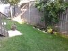 backyard-1