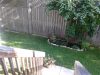 backyard-3