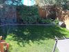 backyard-summer